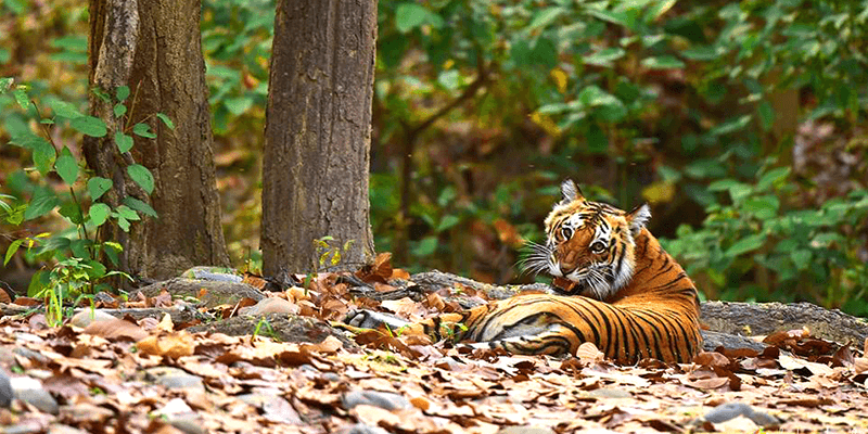 Gorumara National Park + Local Sightseeing