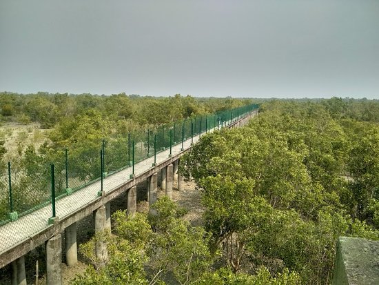 Full day Sundarban Forest Sightseeing.