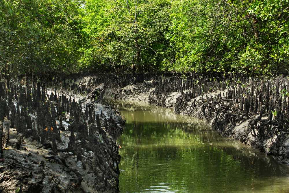 Full day Sundarban Forest Sightseeing.