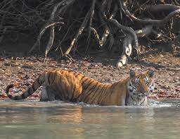 Kolkata to Sundarban & Full day Sightseeing.