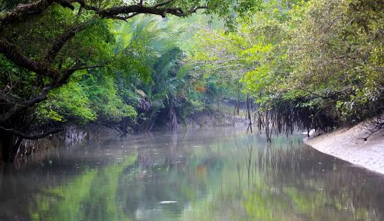 Full day Sundarban Forest Sightseeing.