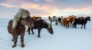 Iceland