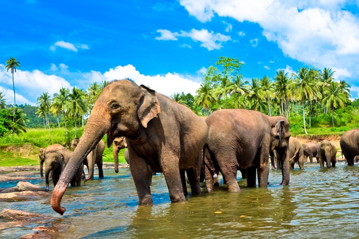 Sri Lanka