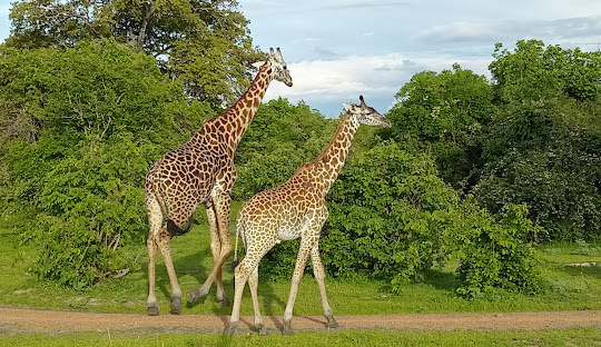 Zambia