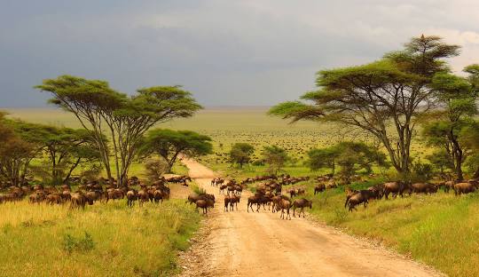 Tanzania
