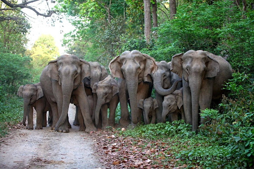 Jalpaiguri