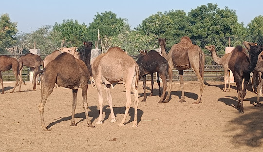 Bikaner