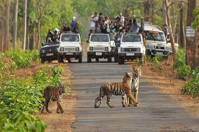 Ranthambore